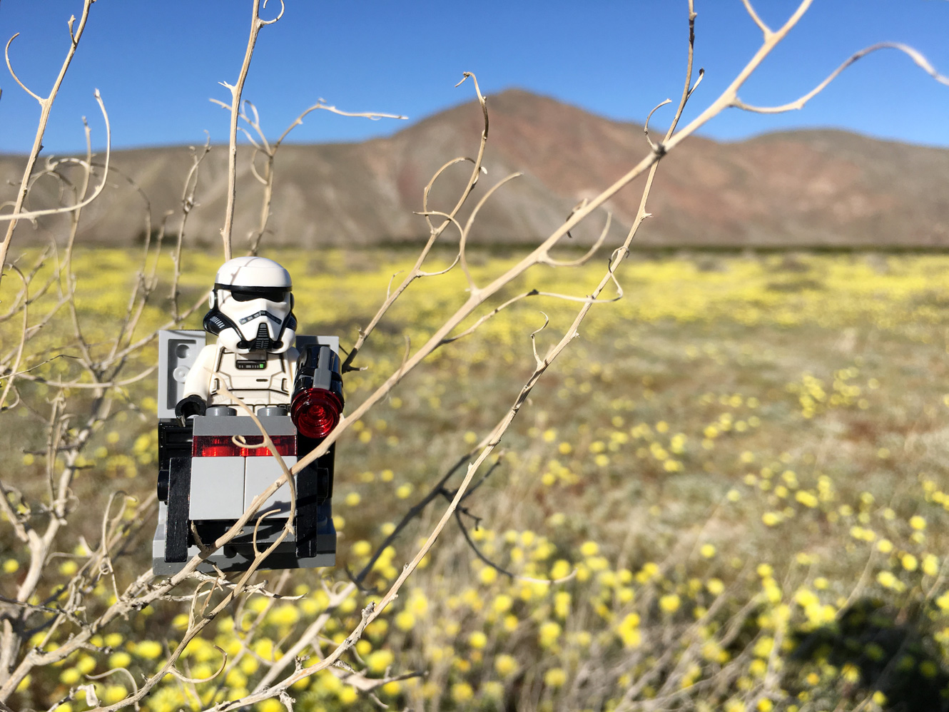 Trooper In The Fields